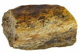 Hadrosaur (Edmontosaur) Bone Section - South Dakota #117077-2